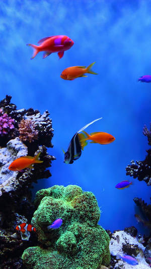 色彩繽紛的熱帶魚在清澈湛藍的海水中滑過珊瑚礁。 — 海鮮 壁紙