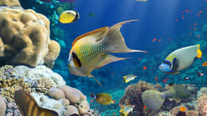 色彩繽紛的熱帶魚在清澈湛藍的海水中穿梭於珊瑚礁之間。 — 海洋藍 壁紙