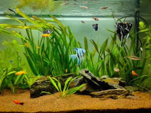 色彩繽紛的魚兒在種植了植物、有岩石和綠意的水族箱中游動。 — 水族箱 壁紙