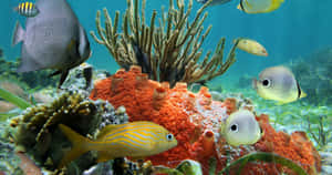 清澈藍色海水中的色彩繽紛熱帶魚和珊瑚。 — 珊瑚 壁紙