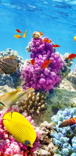 色彩繽紛的熱帶魚在清澈的藍色海水中，在充滿活力的珊瑚礁之間游動。 — 魚 GIF 壁紙