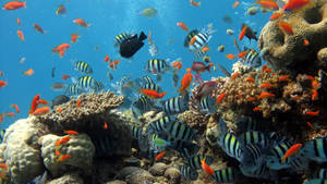 色彩繽紛的熱帶魚在清澈的藍色海水中圍繞珊瑚礁游動。 — 魚 GIF 壁紙