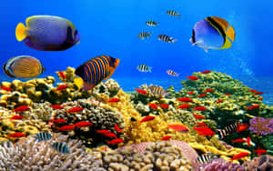 色彩繽紛的熱帶魚和珊瑚礁水下場景 — MacBook Air M1 壁紙