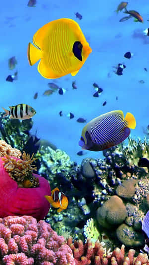 色彩繽紛的熱帶魚在清澈藍色海水的珊瑚礁中游動。 — 魚 GIF 壁紙