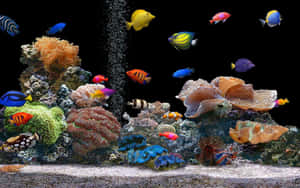 色彩繽紛的熱帶魚和珊瑚在生動的水族箱場景中，氣泡不斷上升。 — 珊瑚 壁紙