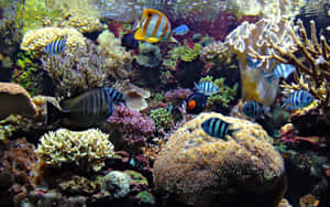 色彩繽紛的熱帶魚在陽光照射的水族箱中，於多樣的珊瑚結構間游動。 — 珊瑚 壁紙