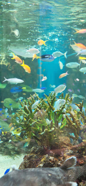 色彩繽紛的熱帶魚在清澈的水族箱中圍繞珊瑚和岩石游動。 — iPhone 17 壁紙
