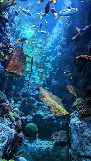 色彩繽紛的魚兒在陽光照射的水底珊瑚和岩石間滑行。 — 魚 GIF 壁紙
