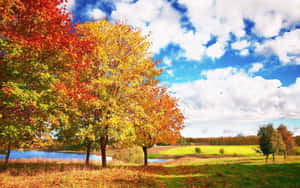 秋樹，紅黃葉，湖邊，藍天白雲 — 日落 壁紙