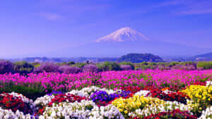 在藍天下，以富士山為背景盛開的花田。 — 藍天 壁紙