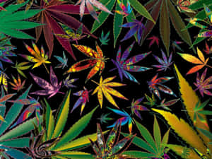 黑色背景上色彩鮮豔的迷幻大麻葉 — 420 壁紙