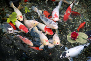 錦鯉在睡蓮葉和粉紅色睡蓮的池中游動。 — 魚 GIF 壁紙