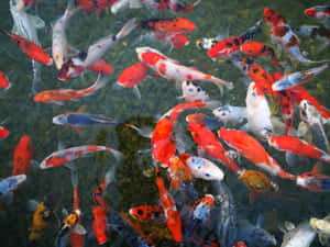 色彩繽紛的錦鯉在鵝卵石上的清澈水中游動 — 水族箱 壁紙