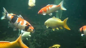 錦鯉在帶有礫石底部和漂浮顆粒的池塘中游泳。 — 魚 GIF 壁紙