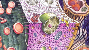 人類細胞及內部胞器的多彩科學插圖。 — 插畫 壁紙