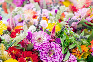 百日菊和莧菜花盛開的鮮豔花束，搭配綠葉。 — 春天花朵 壁紙