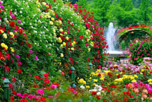 一個充滿色彩繽紛玫瑰的花園，中央噴泉被綠意環繞。 — 花園 壁紙