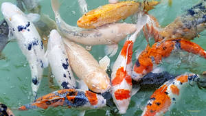 色彩繽紛的錦鯉在池塘中游動，氣泡上升到水面。 — 魚 GIF 壁紙