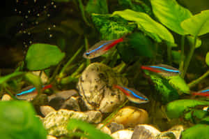 霓虹燈魚在淡水水族箱的綠色植物和岩石間游動。 — 魚 GIF 壁紙