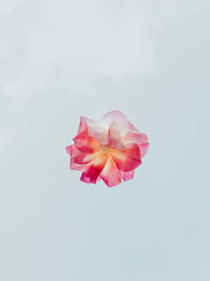花卉背景 — 花 壁紙