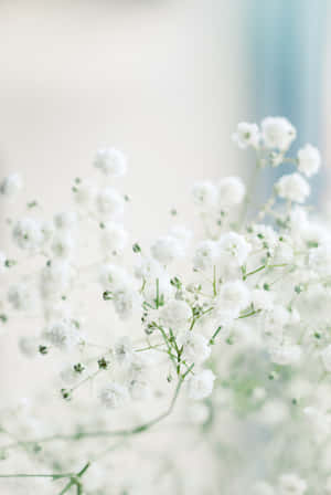 花卉背景 — 花 壁紙