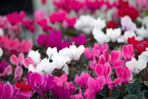 Cyclamen 圖片 — 仙客來 壁紙