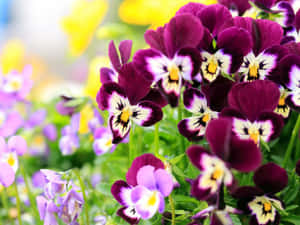 花園中的紫色三色紫花 — 花卉桌面 壁紙