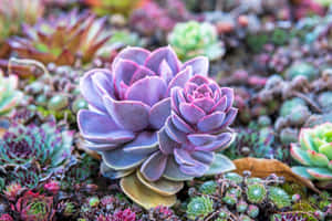 花園環境中紫色和綠色多肉植物的特寫。 — 三星 壁紙