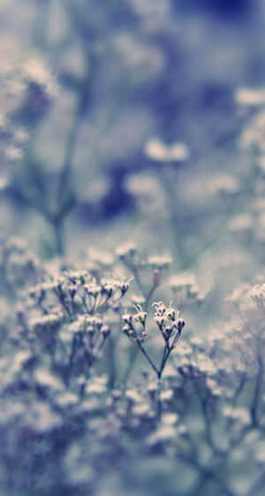 Pinterest 背景 — 暗色花卉 壁紙