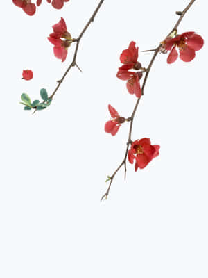 花朵背景 — iPad Pro 12.9 壁紙