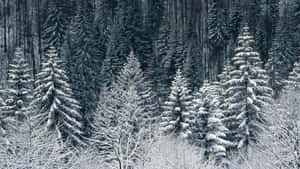寂靜冬季森林中積雪的松樹。 — 冬季風景 壁紙