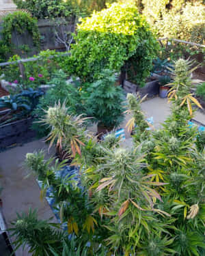 成熟的的大麻植物，在陽光明媚的後院中長出大花蕾。 — 植物美學 壁紙
