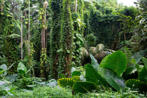 熱帶叢林，高樹覆蓋藤蔓和大片綠葉。 — 植物美學 壁紙