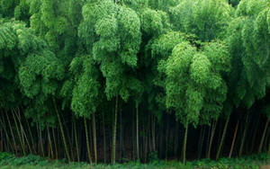 高大的竹竿，茂密的綠葉，形成自然的森林背景。 — 竹子 壁紙