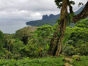 熱帶叢林俯瞰平靜的海洋，遠處有霧氣繚繞的山巒。 — 樹木 壁紙
