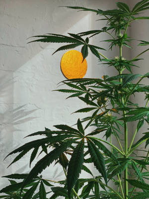 高大的大麻植物，葉子寬闊，以白色磚牆為背景，配以金色圓形藝術品。 — 植物美學 壁紙