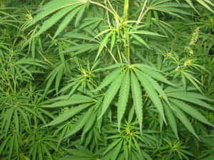 特寫鮮豔綠色大麻植物，葉片和莖部細節清晰可見。 — 植物美學 壁紙