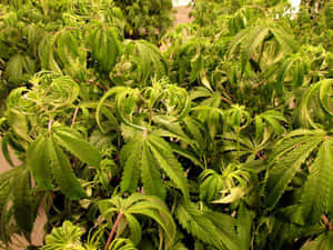 在人工照明下室內生長的鮮綠色大麻植物的特寫。 — 大麻 壁紙