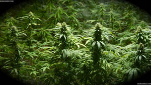 在生長室中，一排排成熟的大麻植物，帶有萌芽的花朵，在人造燈光下。 — 酷炫大麻 壁紙