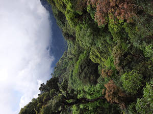 陡峭山上的茂密綠色森林，伴有薄霧和雲朵 — 宏都拉斯 壁紙