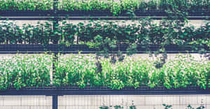 藤蔓在城市花園環境中沿著白色牆壁的棚架生長。 — 花園 壁紙