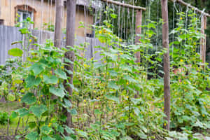 後院花園中在木製棚架上生長的黃瓜植物。 — 花園 壁紙