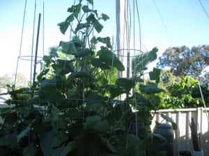 黃瓜植物在陽光充足的後院花園的棚架上生長。 — 花園 壁紙