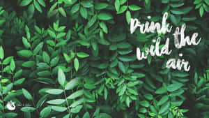 綠色樹葉背景，白色文字寫著 drink wild the air — 假期 壁紙