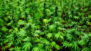 一排排茂盛的綠色大麻植物在戶外田地生長。 — 植物美學 壁紙