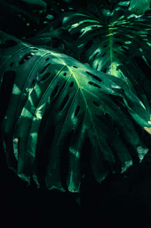 大龜背竹葉在陰暗叢林光線中發光的特寫。 — POCO Pad X1 壁紙