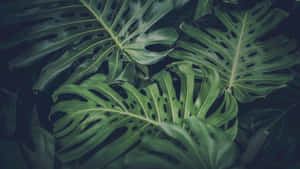 特寫重疊的龜背竹葉片，帶有深綠色調的天然孔洞。 — 植物美學 壁紙