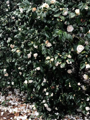 山茶花叢，帶有白色花朵和落在森林地面上的花瓣 — 花朵 壁紙