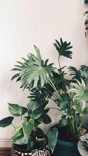 高大的葉狀室內植物種在裝飾花盆中，對著白色牆壁。 — 葉子 壁紙