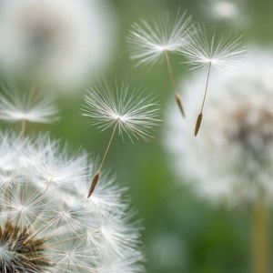 蒲公英種子在空氣中飄浮，背景為綠色 — 白色美學動圖 壁紙